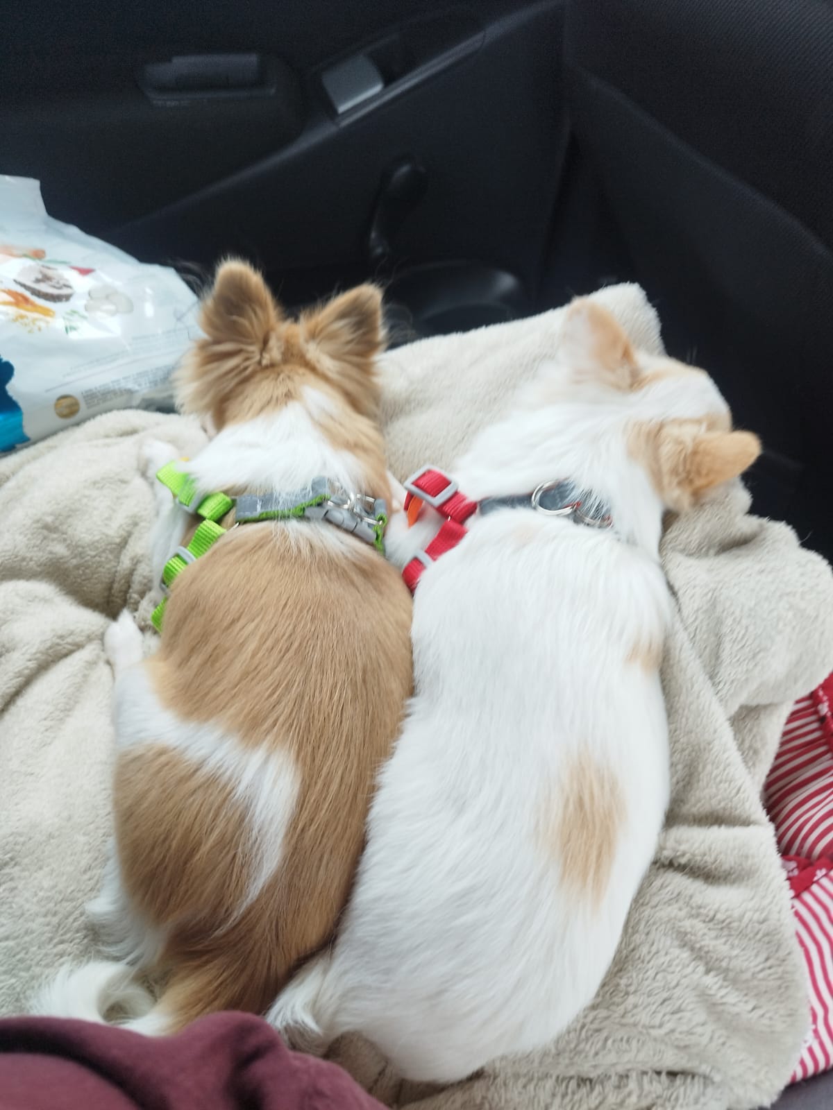  Yoda e Amora