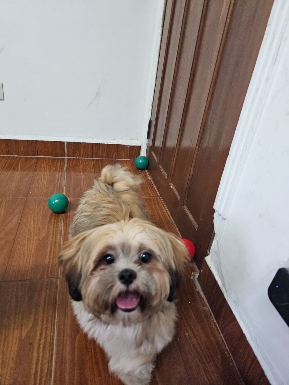  Zeca